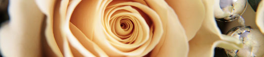 special occasion rose